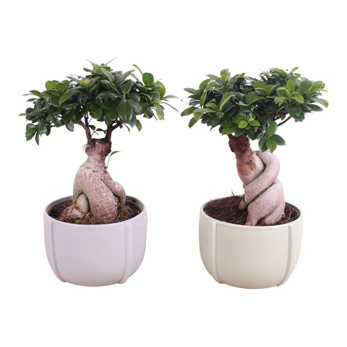 <h4>Ficus Mi Ginseng Keramiek</h4>