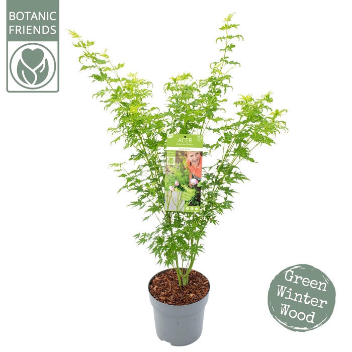 <h4>Acer palm. 'Going Green'®</h4>