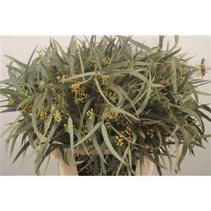 Euc Exotica Berry Per Bunch With Leaves