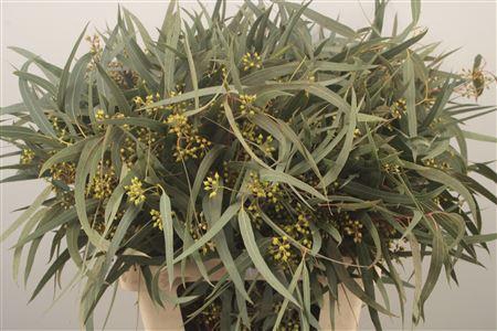 <h4>Euc Exotica Berry Per Bunch With Leaves</h4>