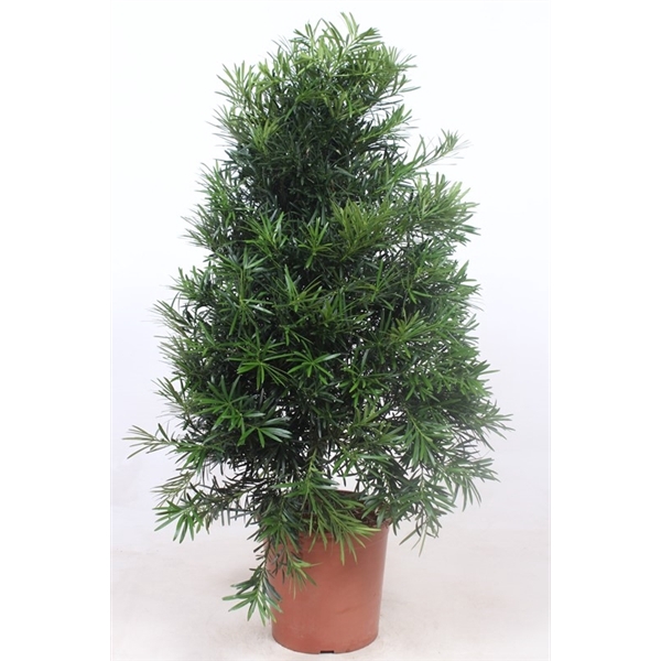 <h4>Podocarpus nivalis</h4>