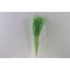 Dried Rice Grass Green Bunch Slv