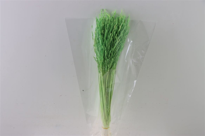 Dried Rice Grass Green Bunch Slv