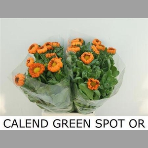 Calend Green Spot Or