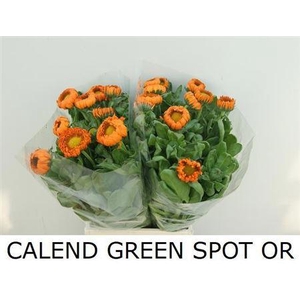 Calendula Green Spot Or