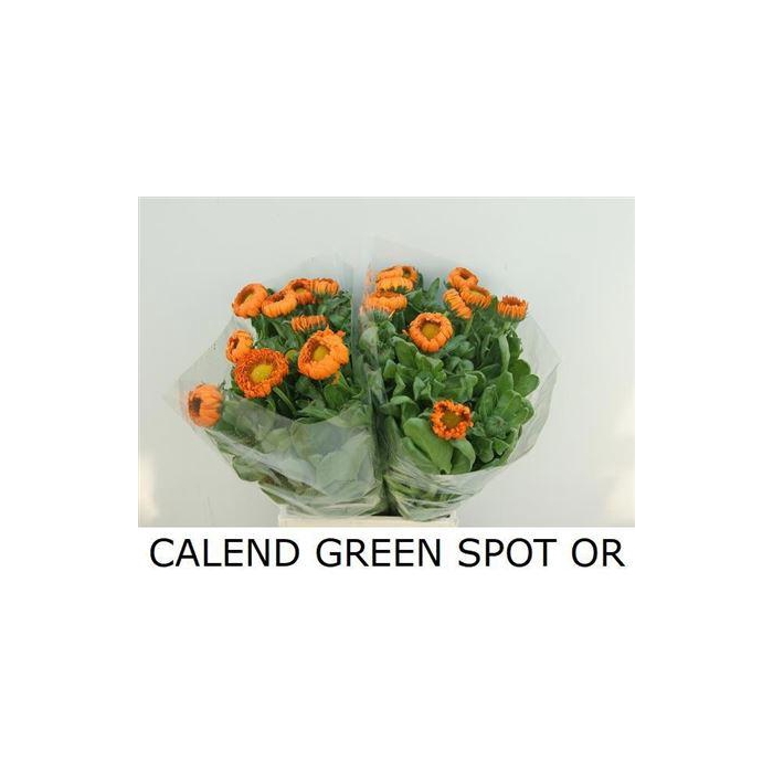 <h4>Calendula Green Spot Or</h4>