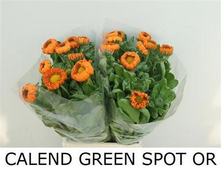 <h4>Calendula Green Spot Or</h4>