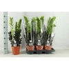 Zamioculcas Raven