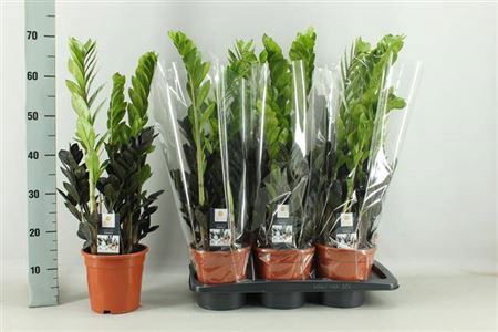 Zamioculcas Raven