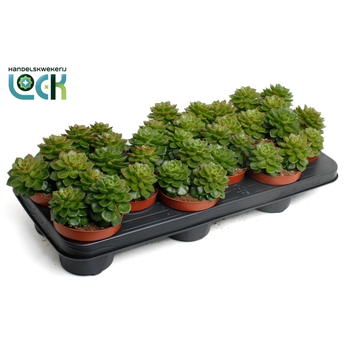 <h4>ECHEV AFFINIS</h4>