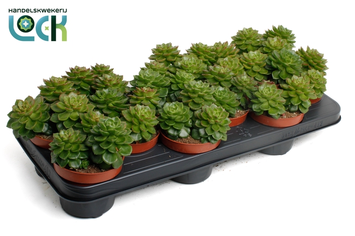 <h4>Echeveria Afines</h4>