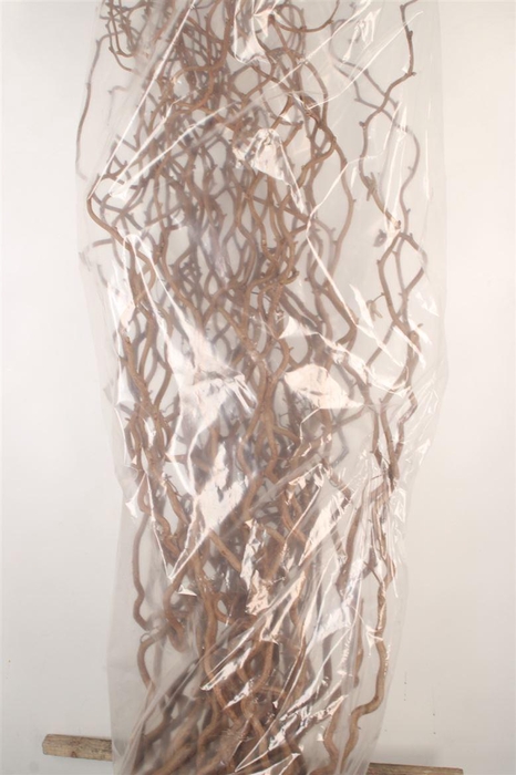 <h4>Corylus Av Contorta</h4>