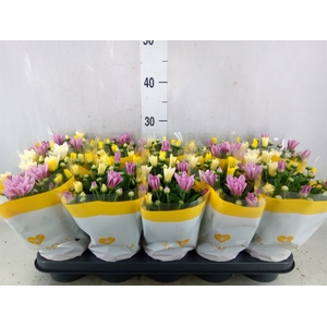Chrysanthemum   ..mix/pot