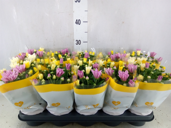 <h4>Chrysanthemum   ..mix/pot</h4>