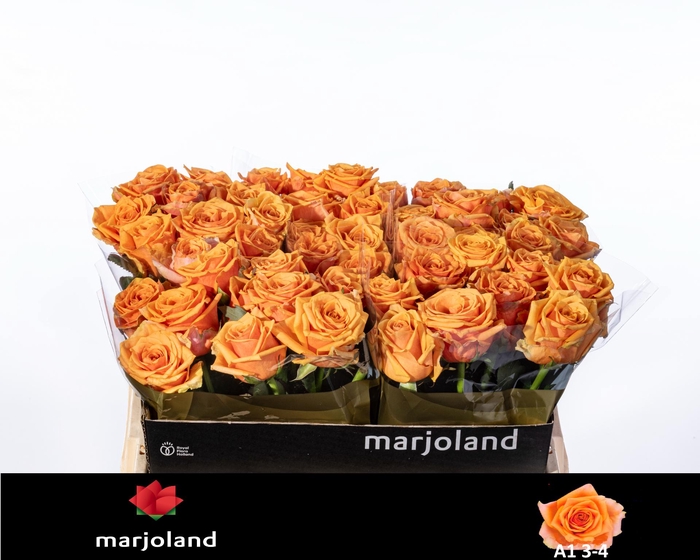 <h4>R GR NOVI! A1 3-4</h4>