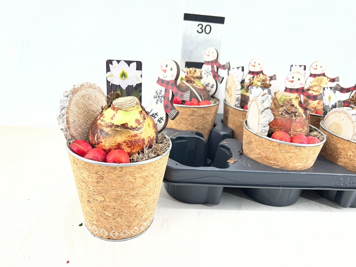 <h4>ARR HIPPEASTRUM</h4>