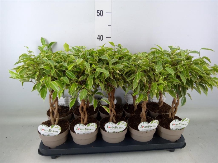 <h4>Ficus benja. 'Nina'</h4>