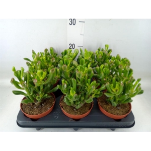 Crassula ovata 'Trompet'