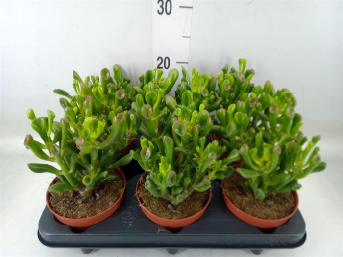 <h4>Crassula ovata 'Trompet'</h4>