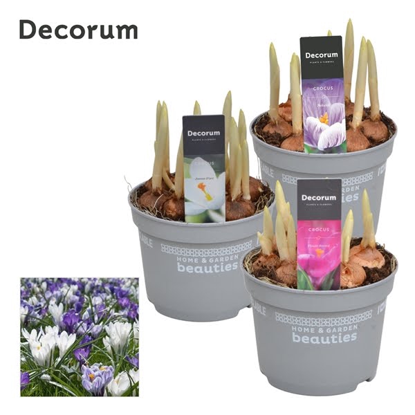 <h4>Crocus Mix</h4>