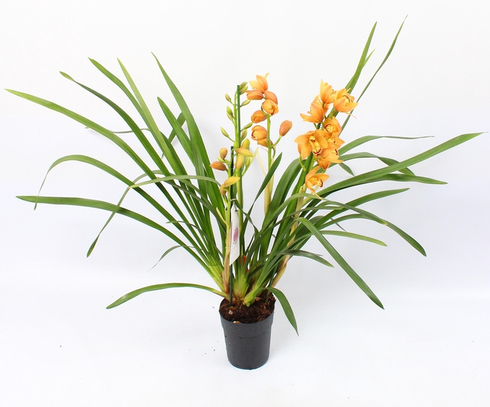 <h4>Cymbidium oranje 3 tak</h4>