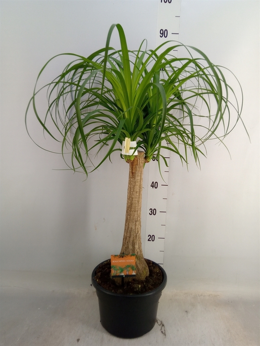 <h4>Beaucarnea recurvata</h4>