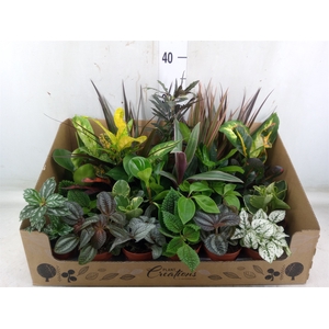 Planten Groen   ...mix 24