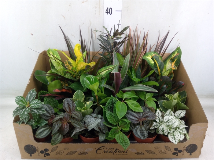 <h4>Planten Groen   ...mix 24</h4>