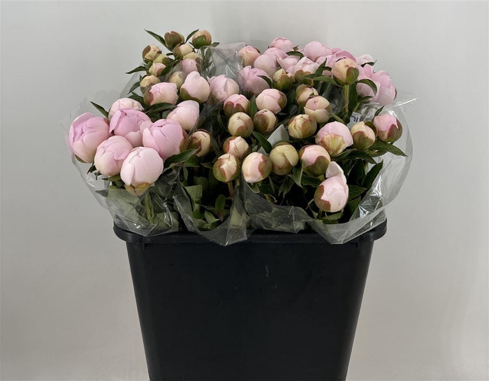 <h4>PAEONIA L ALERTIE</h4>