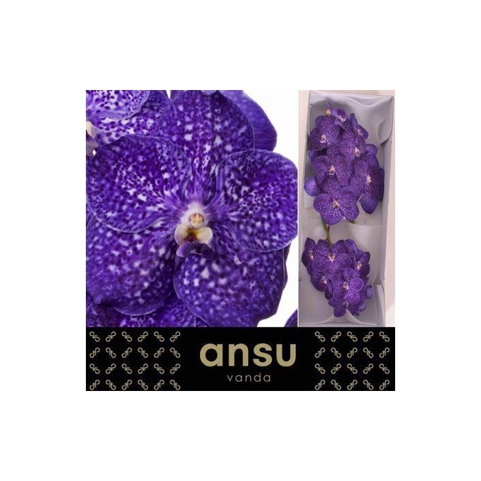 <h4>Vanda Ni Tweed Blue</h4>