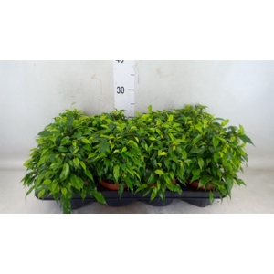 Ficus benja. 'Green Kinky'