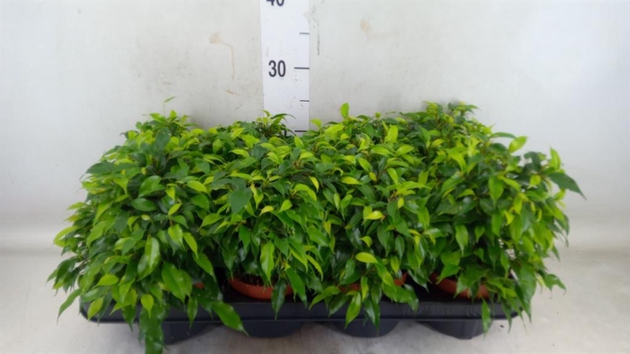 <h4>Ficus benja. 'Green Kinky'</h4>