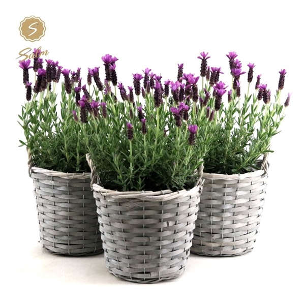 <h4>Lavandula st. 'Anouk'® Collection P19 in Basket</h4>
