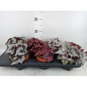 Begonia BD rex   ...mix
