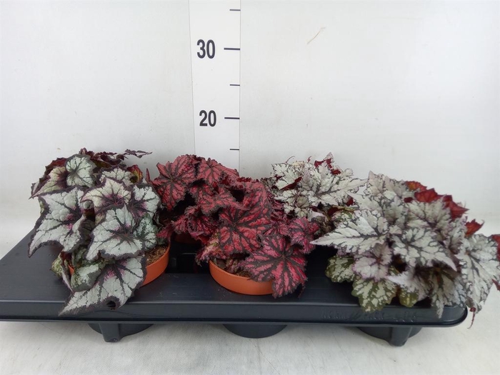 <h4>Begonia BD rex   ...mix</h4>