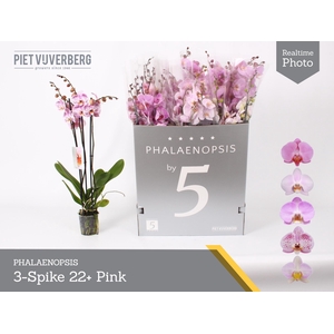 Phal Ov Roze