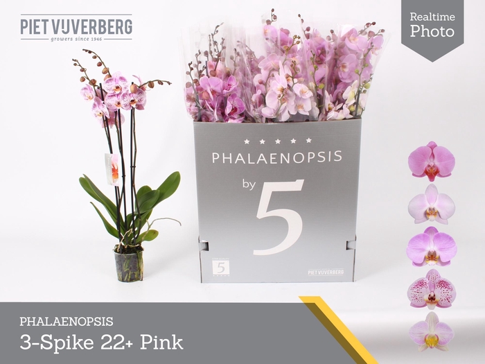 <h4>Phal Ov Roze</h4>