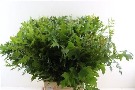 <h4>QUERC PALUSTRIS</h4>