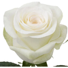 Rosa GR 'Memory Lane'