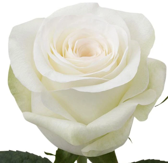 Rosa GR 'Memory Lane'