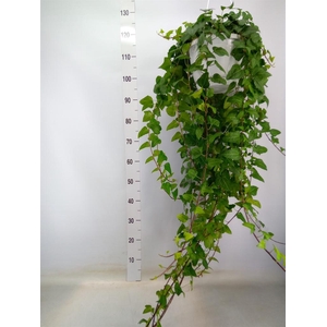 Hedera helix 'Mein Herz'