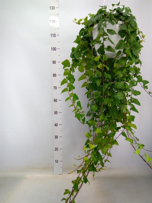 <h4>Hedera helix 'Mein Herz'</h4>