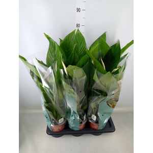Spathiphyllum  'Bingo Cupido'