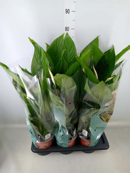 <h4>Spathiphyllum  'Bingo Cupido'</h4>