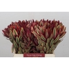 Leucadendron Jester