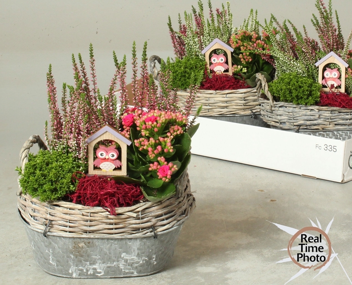 <h4>ARR TUINPLANTEN</h4>