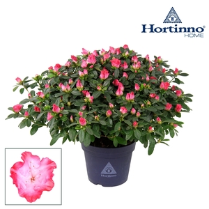 Hortinno® Home 'Princes Pinky' 35 - 37 cm