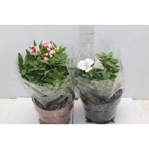 ALSTROEMERIA P20 VARIADO