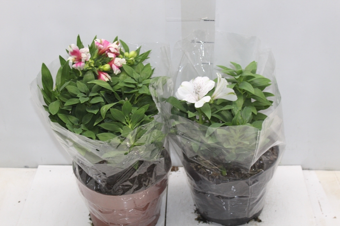 <h4>ALSTROEMERIA P20 VARIADO</h4>