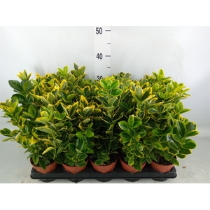 Euonymus japon. 'Aureus'